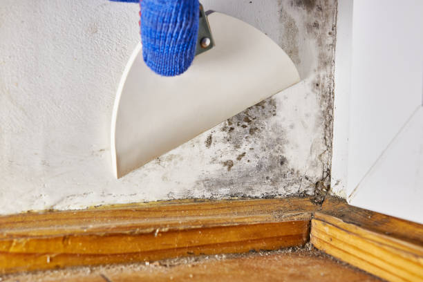 Mold Odor Removal Services in Wilson, PA